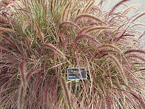 Impossible d'afficher l'image