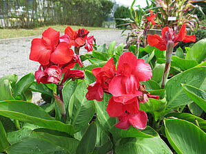 Impossible d'afficher l'image