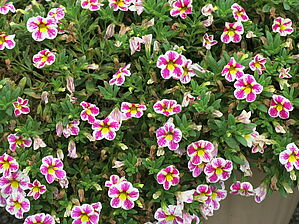 Impossible d'afficher l'image