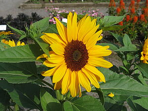 Impossible d'afficher l'image