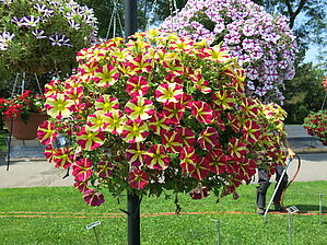 Petunia Amore 'Queen of Hearts' Impossible d'afficher l'image