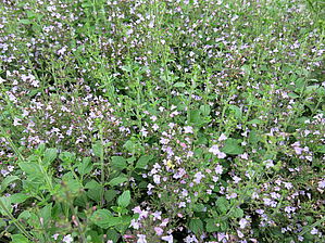 Calamintha 'Marvelette Blue' Impossible to display the image