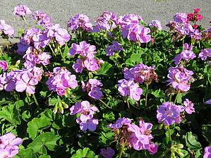 Impossible d'afficher l'image