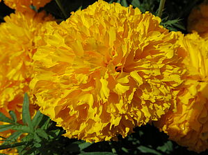 Tagetes 'Big Duck Gold' Impossible d'afficher l'image