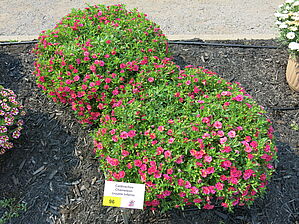 Impossible d'afficher l'image