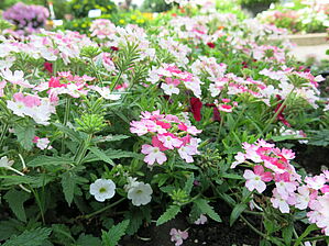 Impossible d'afficher l'image