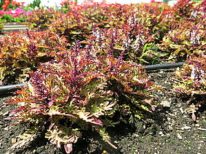 Plectranthus 'Quetzal' Impossible d'afficher l'image