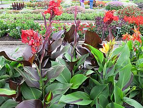 Impossible d'afficher l'image