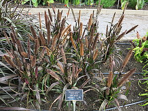 Impossible d'afficher l'image