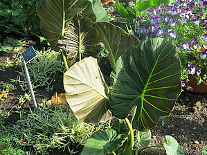 Alocasia 'Regal Shields' Impossible d'afficher l'image