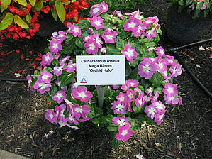 Impossible d'afficher l'image