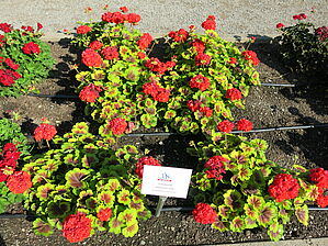 Impossible d'afficher l'image