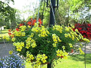 Impossible d'afficher l'image