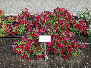 Impossible d'afficher l'image