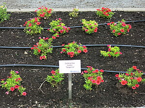 Impossible d'afficher l'image