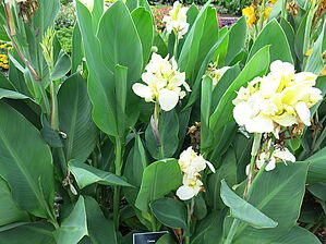 Impossible d'afficher l'image