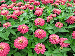 Zinnia 'Double Zahara Salmon Rose' Impossible d'afficher l'image