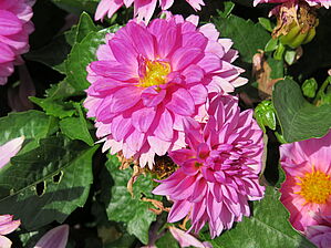 Impossible d'afficher l'image