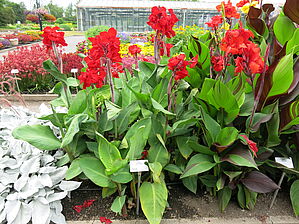 Impossible d'afficher l'image