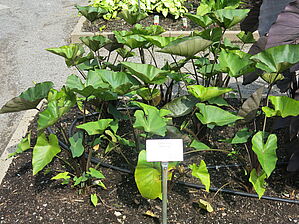 Impossible d'afficher l'image