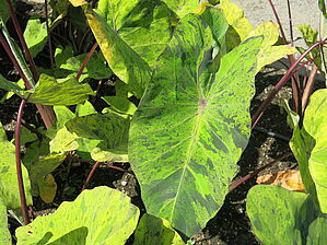 Impossible d'afficher l'image