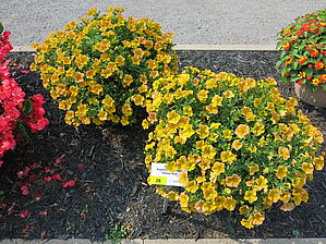 Petunia Supercal Premium 'Yellow Sun' Impossible d'afficher l'image