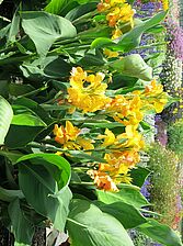 Impossible d'afficher l'image