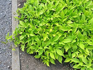 Impossible d'afficher l'image