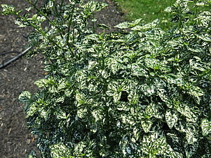 Impossible d'afficher l'image