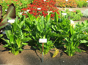 Zantedeschia aethiopica 'Giant White' Impossible d'afficher l'image