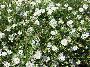 Impossible d'afficher l'image