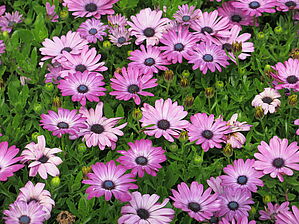 Impossible d'afficher l'image