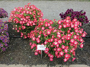 Petunia Sanguna Patio 'Melon Morn' Impossible d'afficher l'image