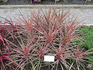 Impossible d'afficher l'image