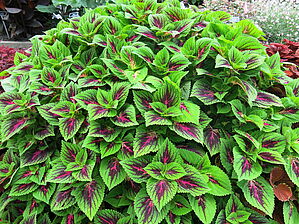 Plectranthus 'French Quarter' Impossible d'afficher l'image