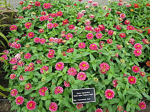 Zinnia 'Double Zahara Raspberry Ripple' Impossible d'afficher l'image