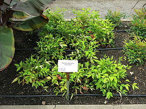 Impossible d'afficher l'image