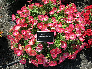 Impossible d'afficher l'image