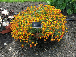 Bidens 'Beedance Painted Red' Impossible to display the image