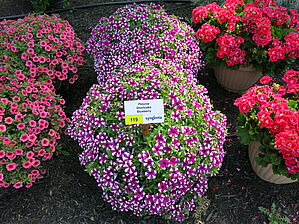 Petunia (Pot) Shortcake 'Blueberry' Impossible d'afficher l'image