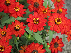 Zinnia (Pot) Profusion 'Red' Impossible d'afficher l'image