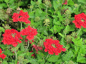 Verbena Superbena 'Red' Impossible d'afficher l'image