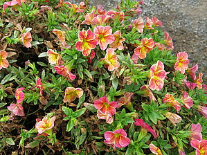 Impossible d'afficher l'image