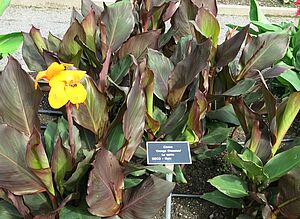 Impossible d'afficher l'image