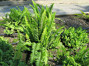 Impossible d'afficher l'image