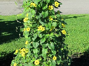 Thunbergia 'Lemon' Impossible d'afficher l'image