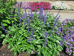 Salvia 'Rockin Playin' the Blues' Impossible d'afficher l'image