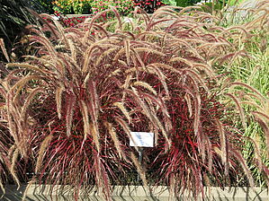 Impossible d'afficher l'image