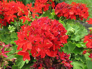 Impossible d'afficher l'image