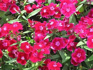 Impossible d'afficher l'image